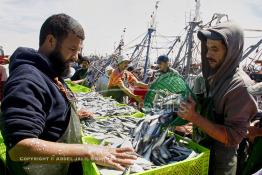 Image du Maroc Professionnelle de  Le système de la chaîne humaine pour vider la cale du bateau remplie de poissons encore vivat ! Les ouvriers s'activent énergiquement sans perdre de temps à faire passer de l’un à l’autre le panier en plastique rempli de sardines vivantes, cette dynamique dans le but de conserver la sardine toute fraîche durant l’opération de débarquement au Port de Laayoune, Lundi 8 Mars 2010. (Photo / Abdeljalil Bounhar)